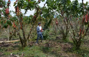 Paquisha impulsa su producción de cacao